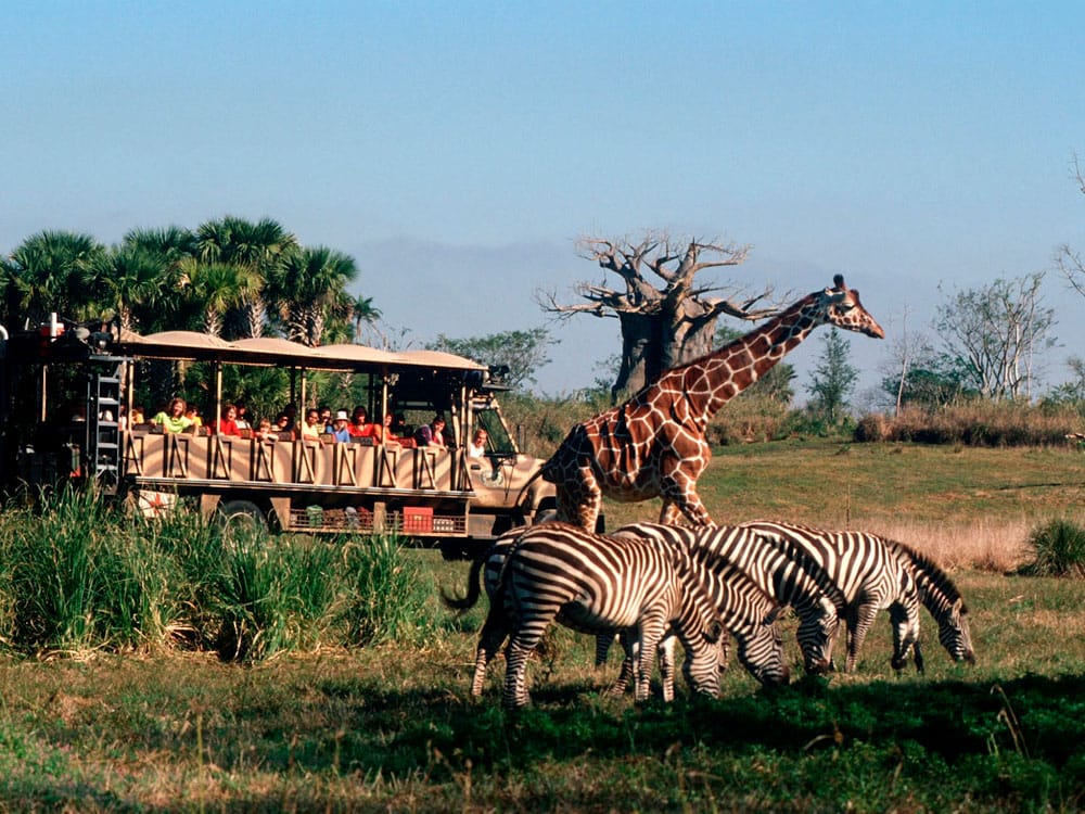 Africa - Animal Kingdom